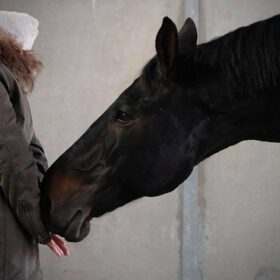 Paardencoaching en Trauma – Verdieping